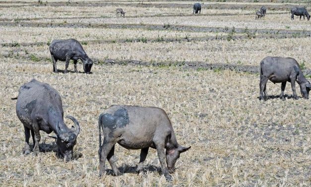 Wilayah Indonesia Berpotensi Curah Hujan Rendah Pada Agustus
