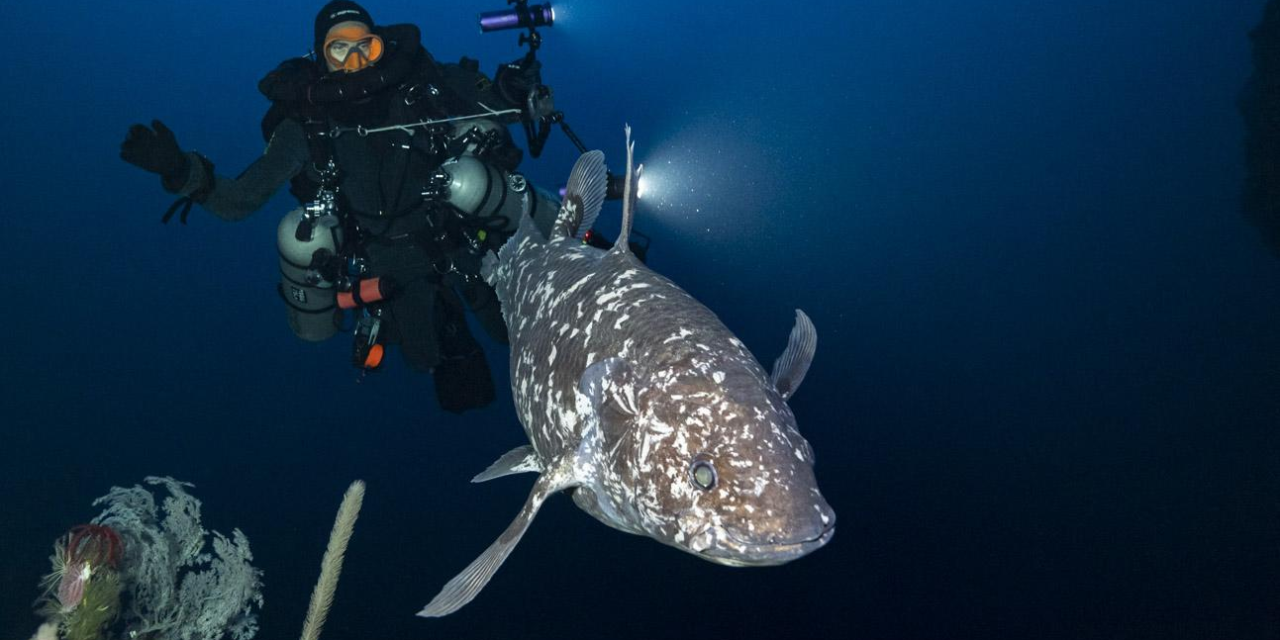 Ikan Kerapu Unik Ditemukan Di Kedalaman Laut Maluku