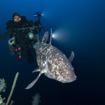Ikan Kerapu Unik Ditemukan Di Kedalaman Laut Maluku