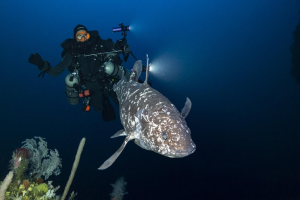 Ikan Kerapu Unik Ditemukan Di Kedalaman Laut Maluku