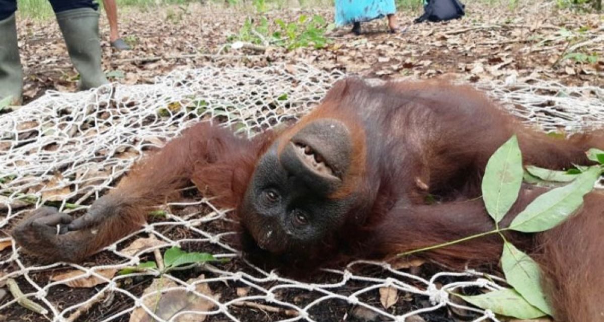 Penampakan Orangutan Kurus Di Kutai Timur Viral Di Media Sosial