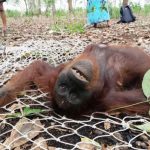 Penampakan Orangutan Kurus Di Kutai Timur Viral Di Media Sosial
