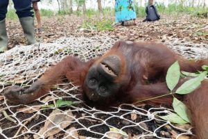 Penampakan Orangutan Kurus di Kutai Timur Viral Di Media Sosial
