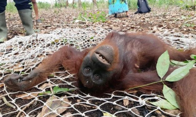 Penampakan Orangutan Kurus Di Kutai Timur Viral Di Media Sosial